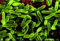 alimenti probiotici sovrappeso infantile